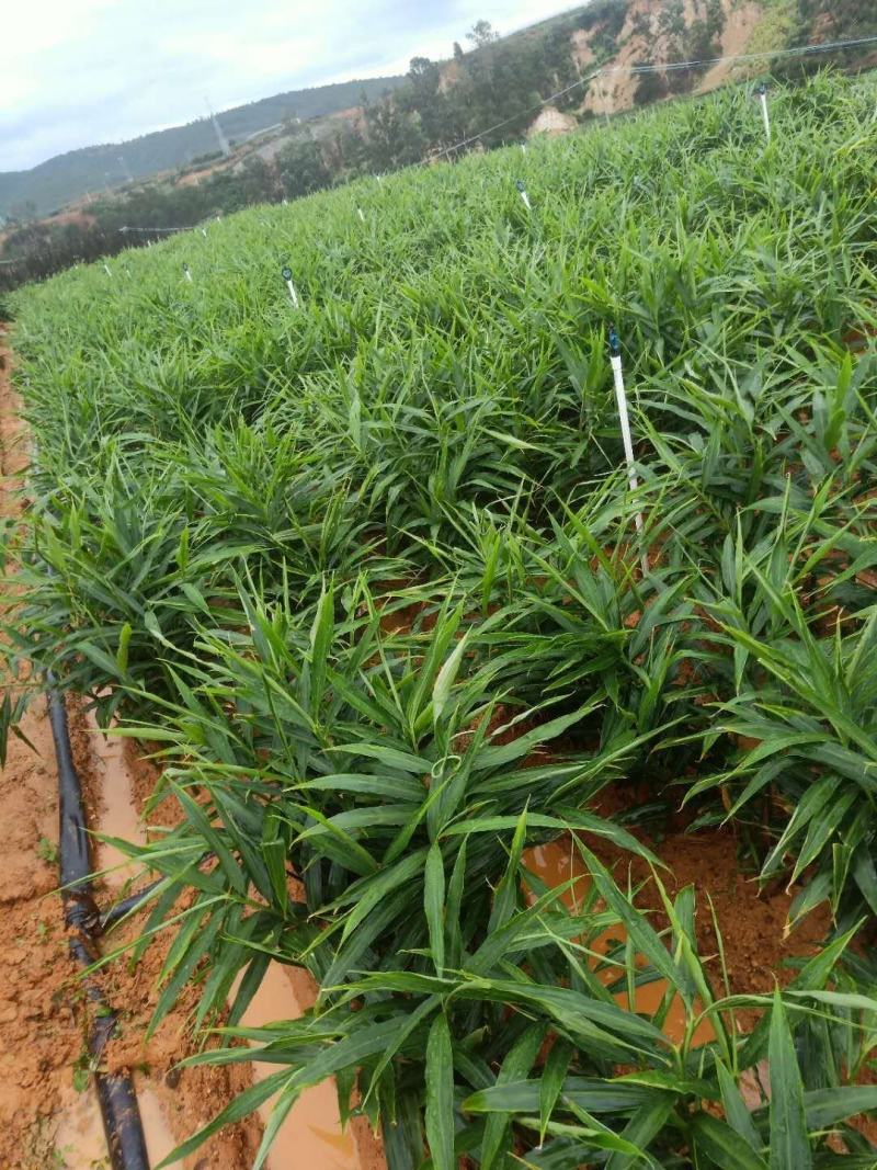 小黄姜大量上市，现挖质量保证