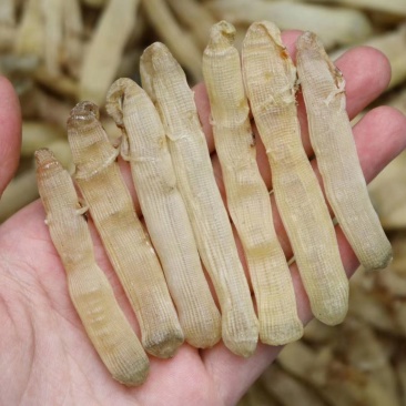 广州人北海沙虫干中号800头干度好肉厚口感佳香味浓