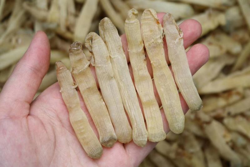 广州人北海沙虫干中号800头干度好肉厚口感佳香味浓