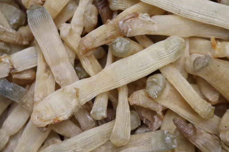 广州人北海沙虫干中号800头干度好肉厚口感佳香味浓