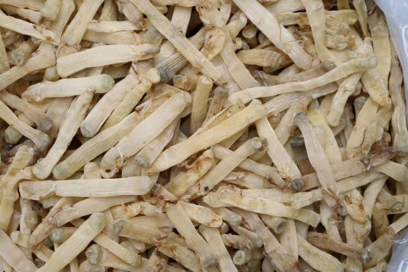 广州人北海沙虫干中号800头干度好肉厚口感佳香味浓