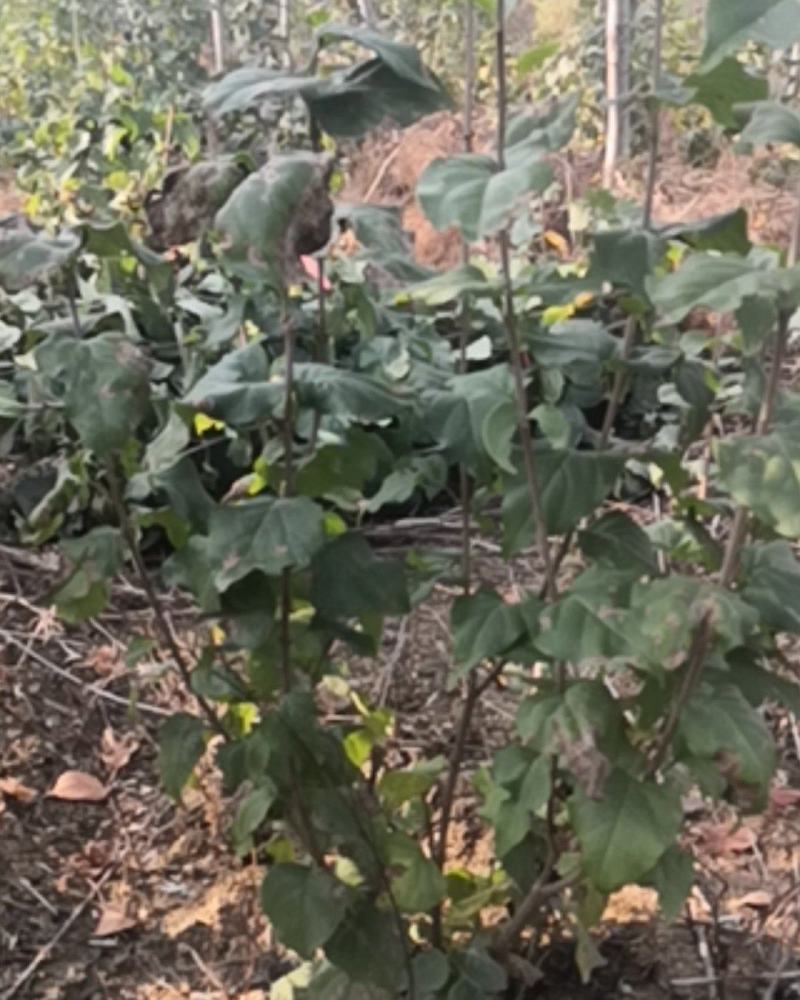 丁香小苗丛生丁香紫夜丁香荒山造林绿化