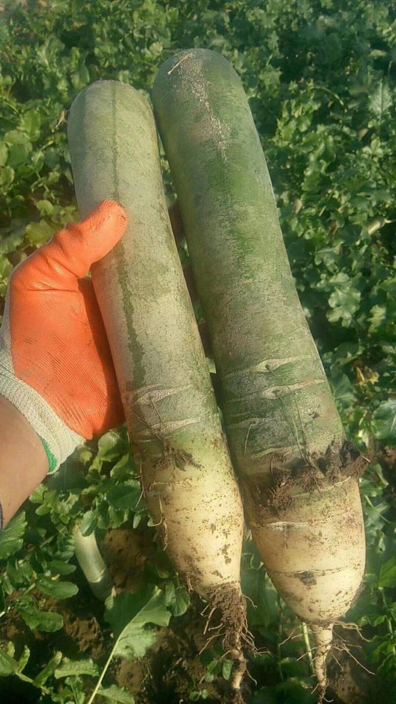 大量供应潍县萝卜、水果萝卜、现拔、青茬、免人工费