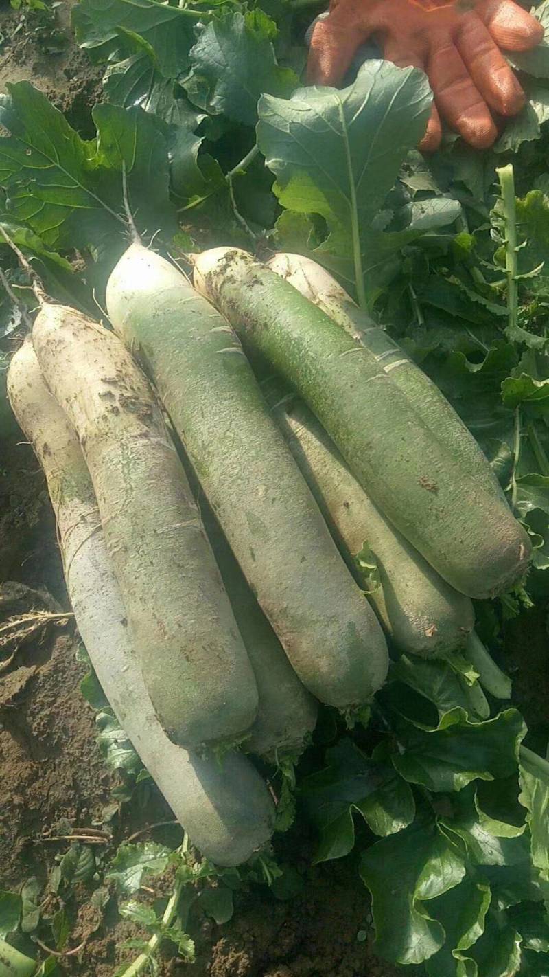 大量供应潍县萝卜、水果萝卜、现拔、青茬、免人工费