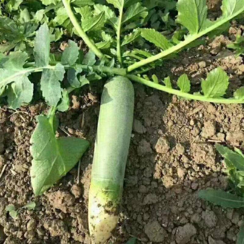 大量供应潍县萝卜、水果萝卜、现拔、青茬、免人工费