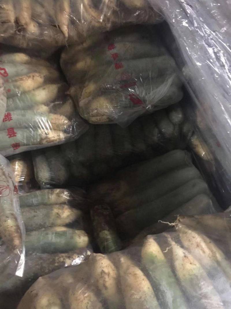 大量供应潍县萝卜、水果萝卜、现拔、青茬、免人工费