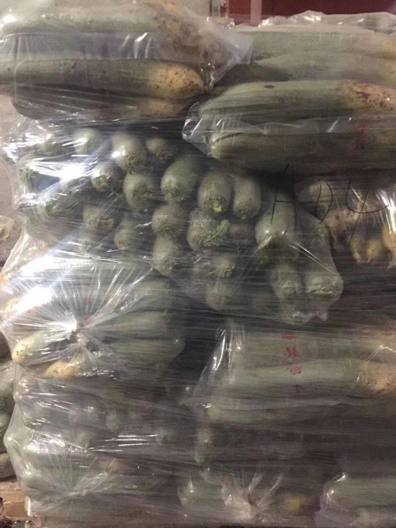 大量供应潍县萝卜、水果萝卜、现拔、青茬、免人工费