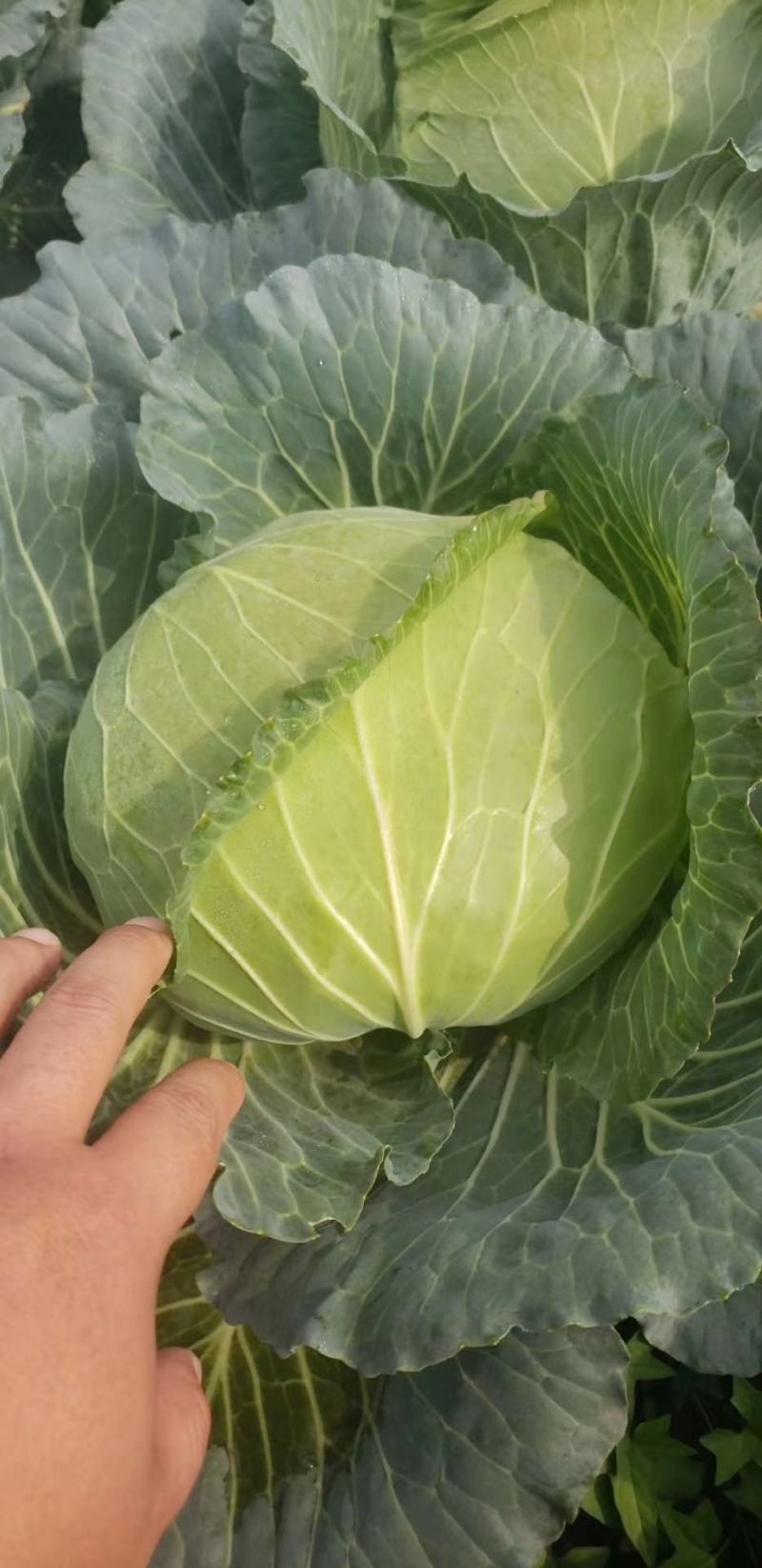 【精品扁包】大量供应，产地新野，新鲜耐运输，可视频看货