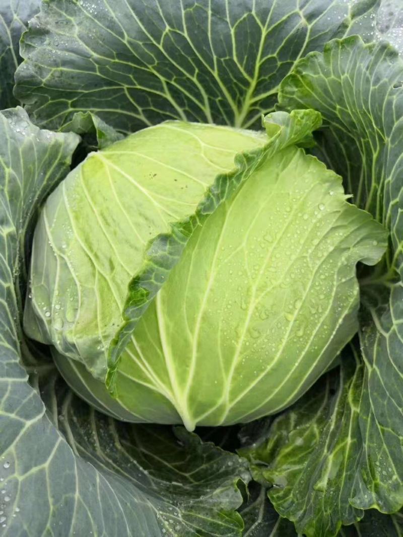 【精品扁包】大量供应，产地新野，新鲜耐运输，可视频看货