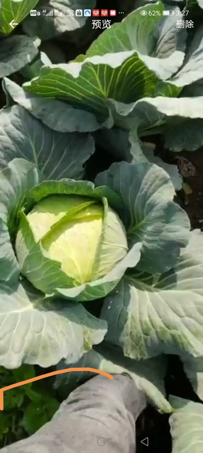 扁包菜（现在的扁包菜都是毛菜）
