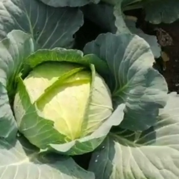 扁包菜（现在的扁包菜都是毛菜）