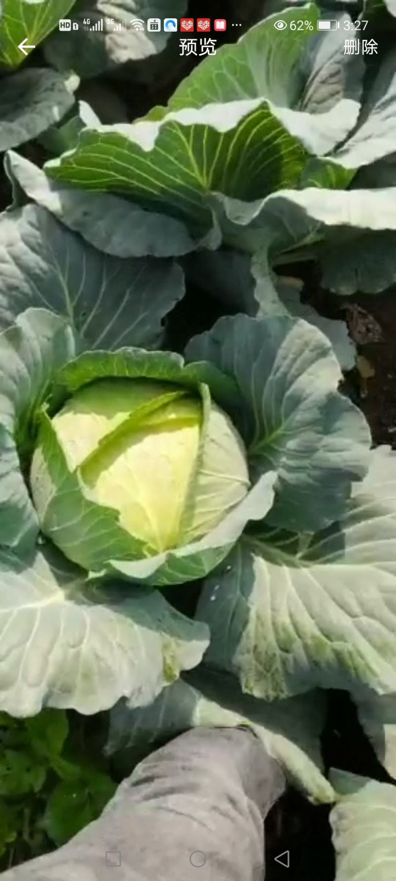 扁包菜（现在的扁包菜都是毛菜）