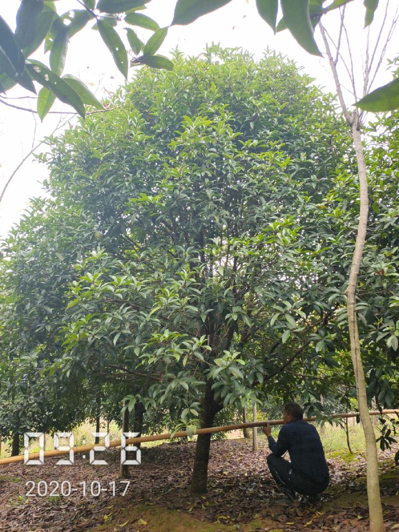 桂花:2-15桂花树，全年供应，支持线上保障交易