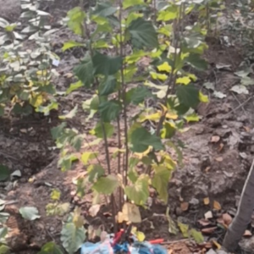 丁香小苗丛生丁香紫夜丁香荒山造林绿化