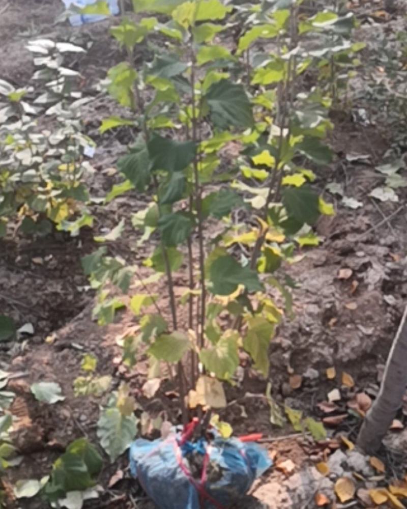 丁香小苗丛生丁香紫夜丁香荒山造林绿化