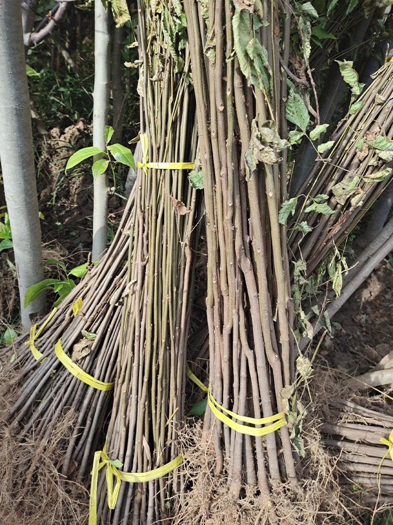 栾树栾树苗栾树小苗黄山栾树黄山栾树苗南卷包邮