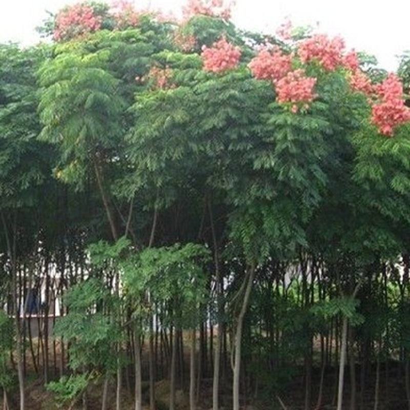 栾树苗栾树小苗黄山栾树苗黄山栾树小苗南方栾树包邮