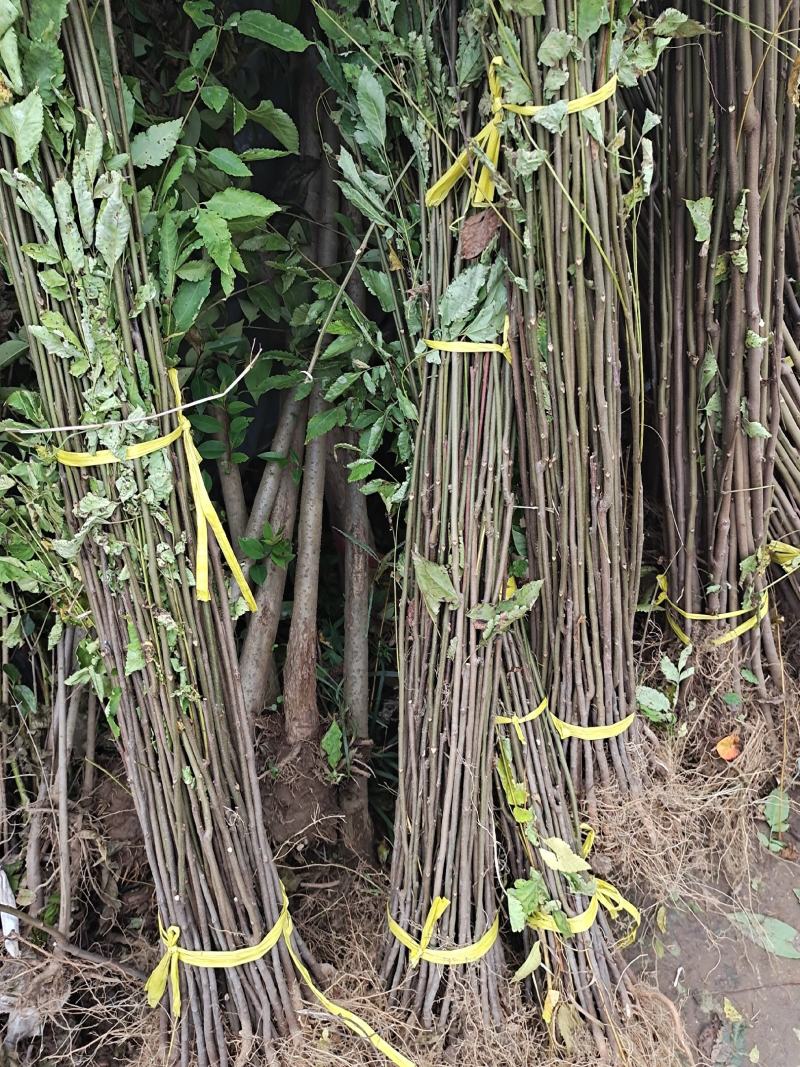 栾树苗栾树小苗黄山栾树苗黄山栾树小苗南方栾树包邮