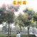 栾树苗栾树小苗黄山栾树苗黄山栾树小苗南方栾树包邮