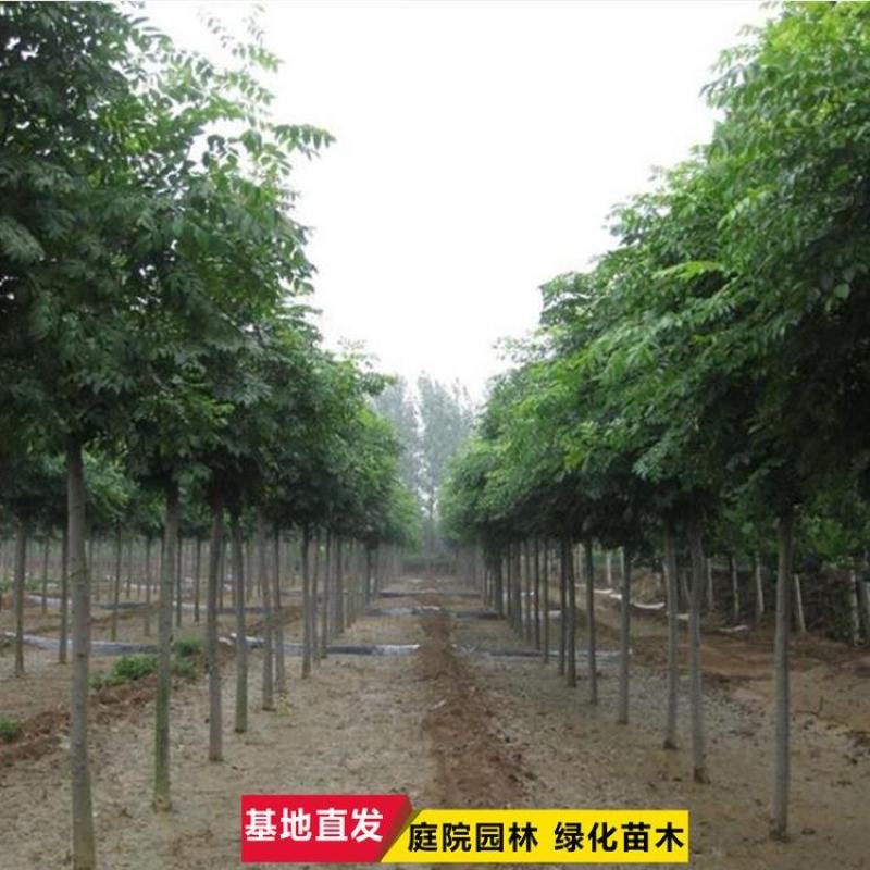栾树苗栾树小苗黄山栾树苗黄山栾树小苗南方栾树包邮