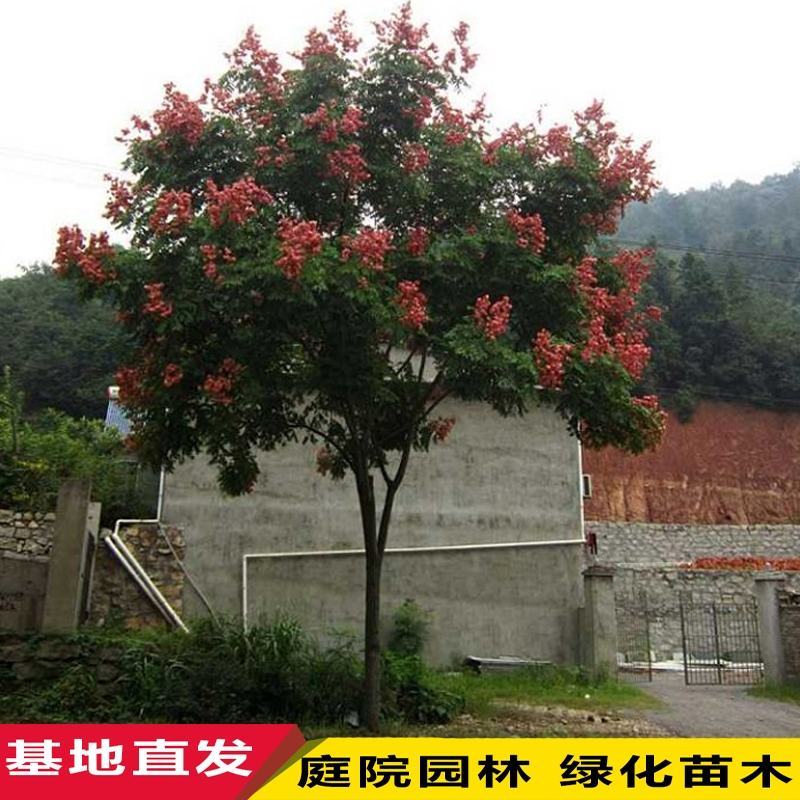 栾树苗栾树小苗黄山栾树苗黄山栾树小苗南方栾树包邮
