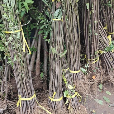 栾树苗栾树小苗黄山栾树苗黄山栾树小苗南方栾树包邮