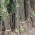 栾树苗栾树小苗黄山栾树苗黄山栾树小苗南方栾树包邮