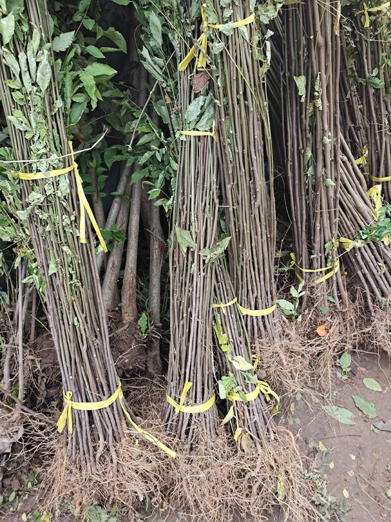 栾树苗栾树小苗黄山栾树苗黄山栾树小苗南方栾树包邮