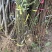 栾树苗栾树小苗黄山栾树苗黄山栾树小苗南方栾树包邮