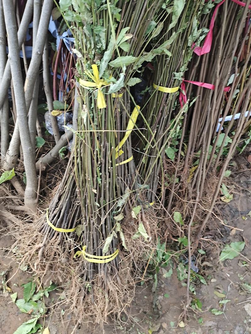 栾树苗栾树小苗黄山栾树苗黄山栾树小苗南方栾树包邮