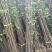 栾树苗栾树小苗黄山栾树苗黄山栾树小苗南方栾树包邮