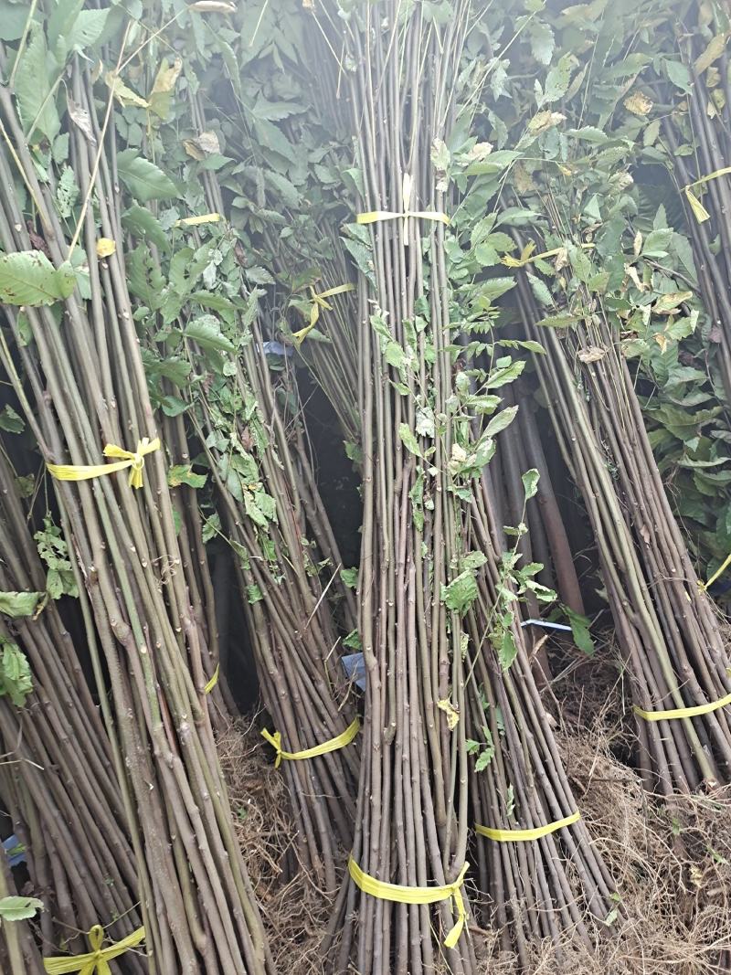 栾树苗栾树小苗黄山栾树苗黄山栾树小苗南方栾树包邮