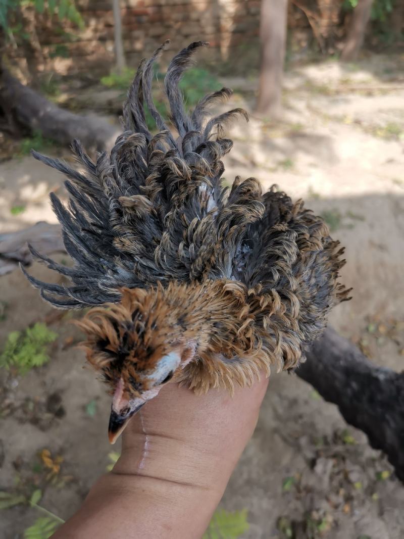 翻毛鸡泰迪鸡菊花翻毛鸡正宗翻毛鸡大卷翻毛鸡