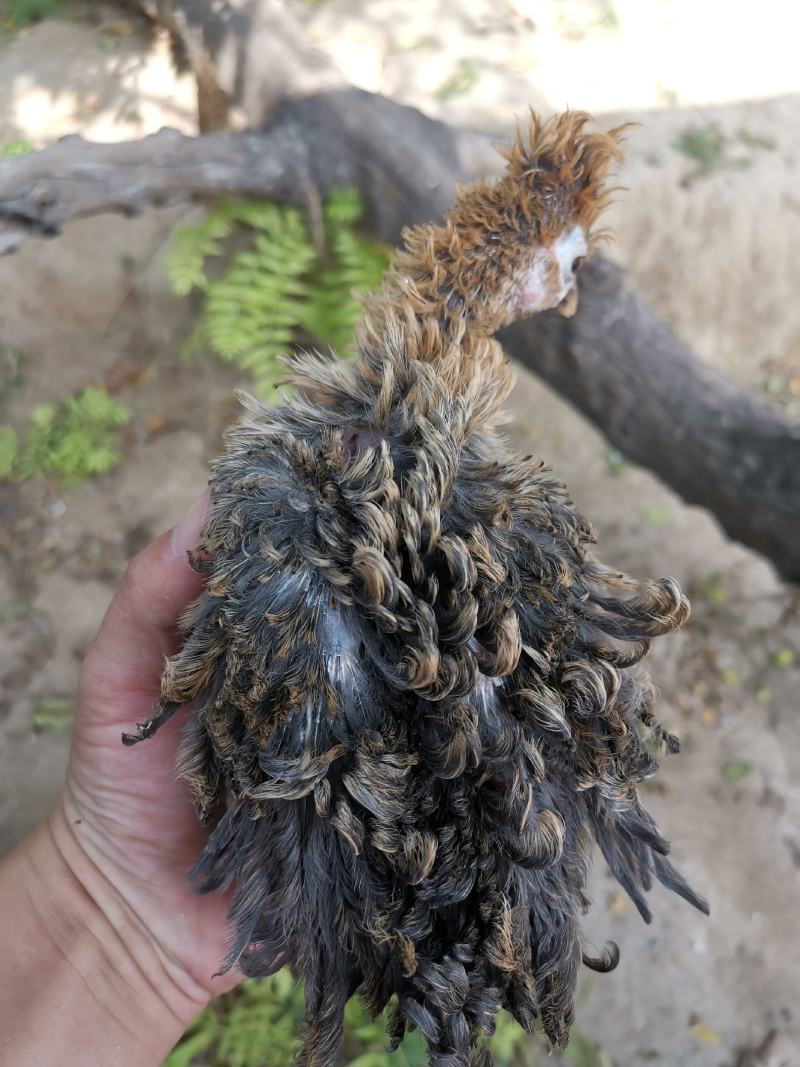 翻毛鸡泰迪鸡菊花翻毛鸡正宗翻毛鸡大卷翻毛鸡