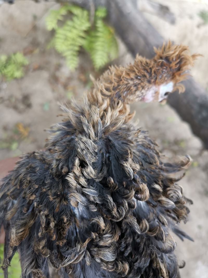 翻毛鸡泰迪鸡菊花翻毛鸡正宗翻毛鸡大卷翻毛鸡