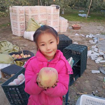 新疆阿克苏红旗坡冰糖心红富士苹果自产自销
