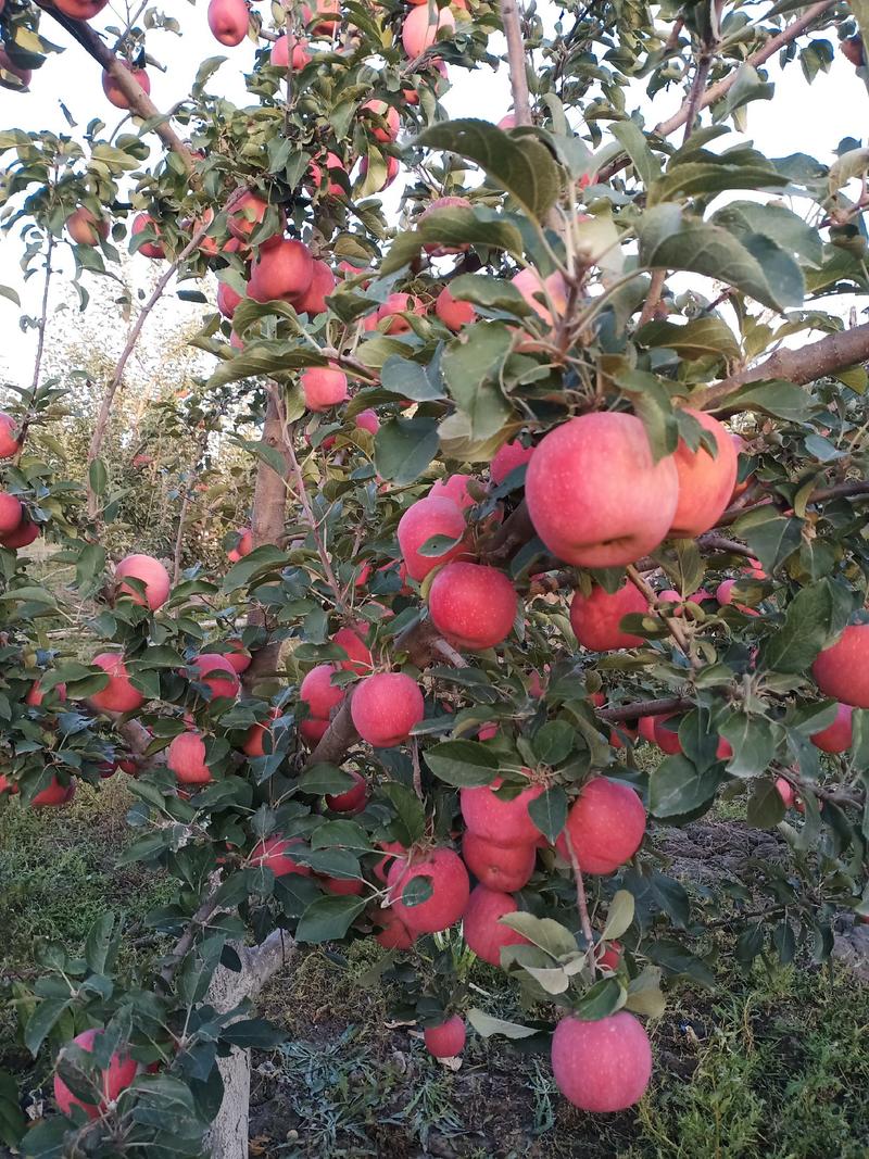 新疆阿克苏红旗坡冰糖心红富士苹果自产自销