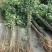 栾树苗栾树小苗栾树3-15公分都有可以视频看货选苗