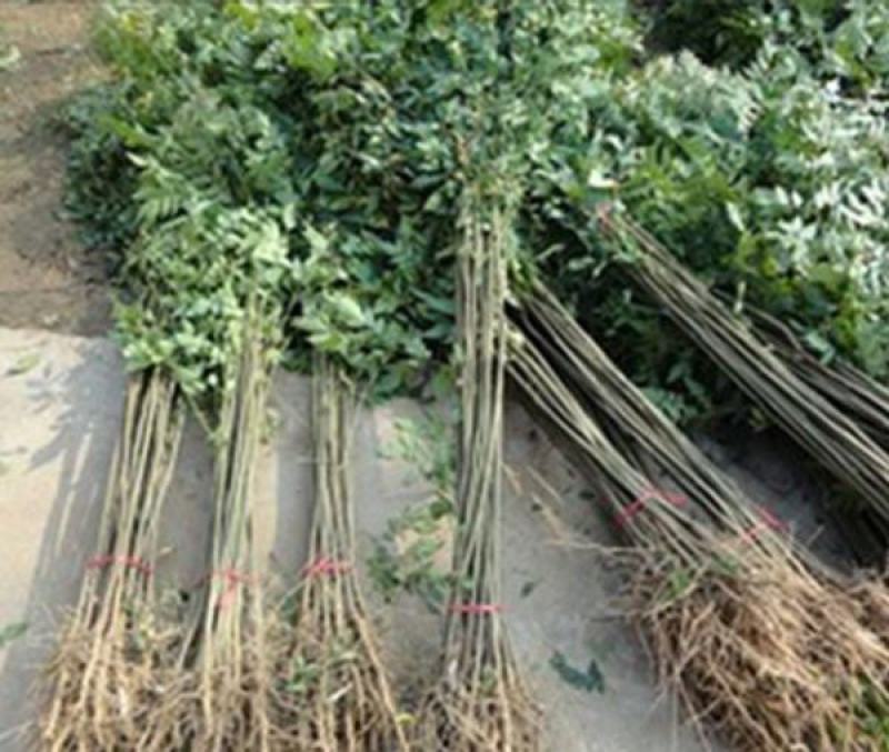栾树苗栾树小苗栾树3-15公分都有可以视频看货选苗