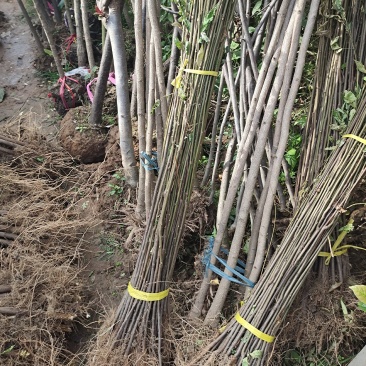 栾树苗栾树小苗栾树3-15公分都有可以视频看货选苗