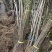 栾树苗栾树小苗栾树3-15公分都有可以视频看货选苗
