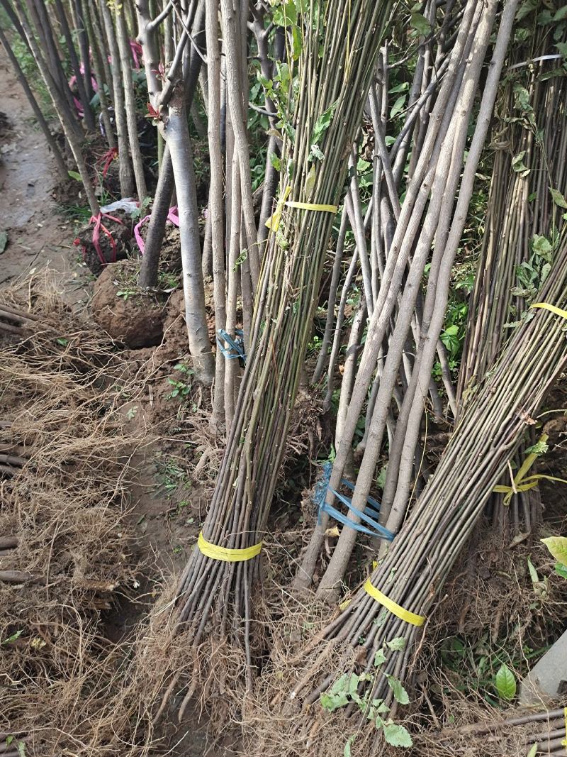 栾树苗栾树小苗栾树3-15公分都有可以视频看货选苗