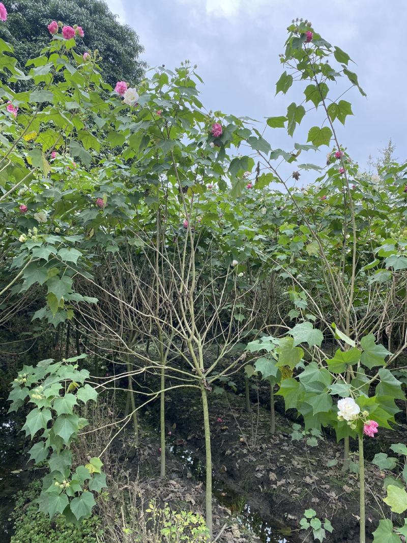 产地批发木芙蓉多花木芙蓉基地直销一手货源视频看货