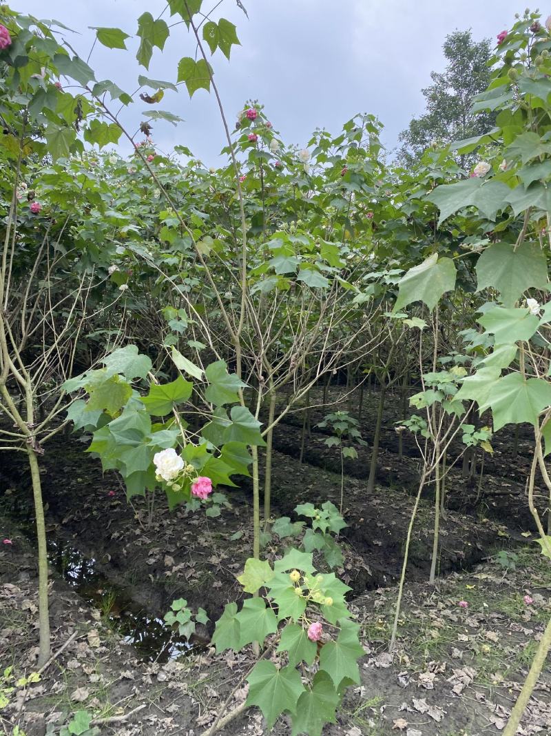 产地批发木芙蓉多花木芙蓉基地直销一手货源视频看货