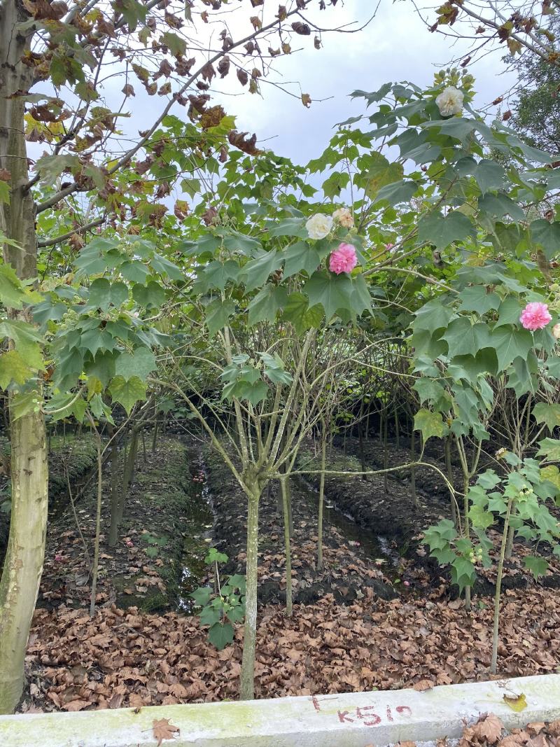 产地批发木芙蓉多花木芙蓉基地直销一手货源视频看货