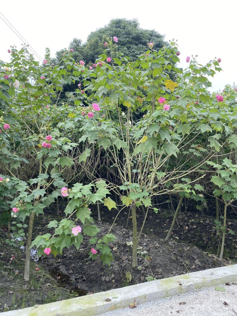 产地批发木芙蓉多花木芙蓉基地直销一手货源视频看货