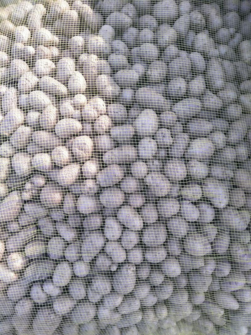 山药豆供应国庆节前后上市