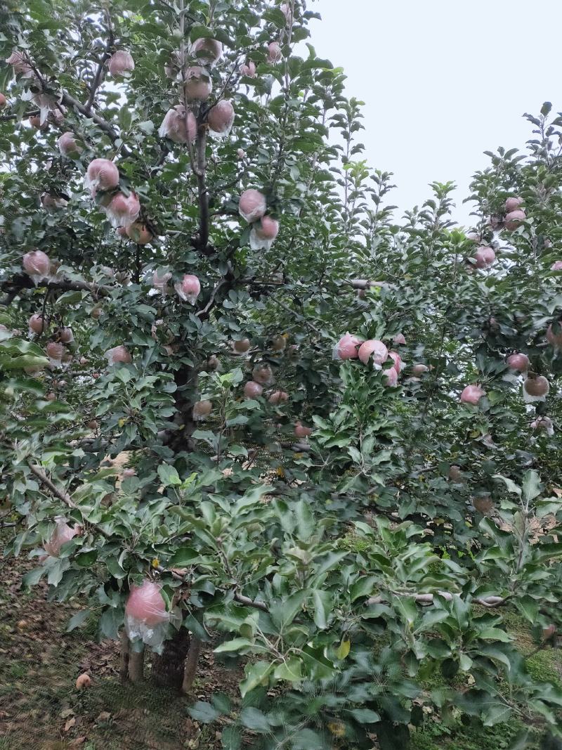 山西临汾市红富士苹果批发