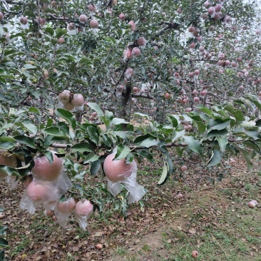 山西临汾市红富士苹果批发