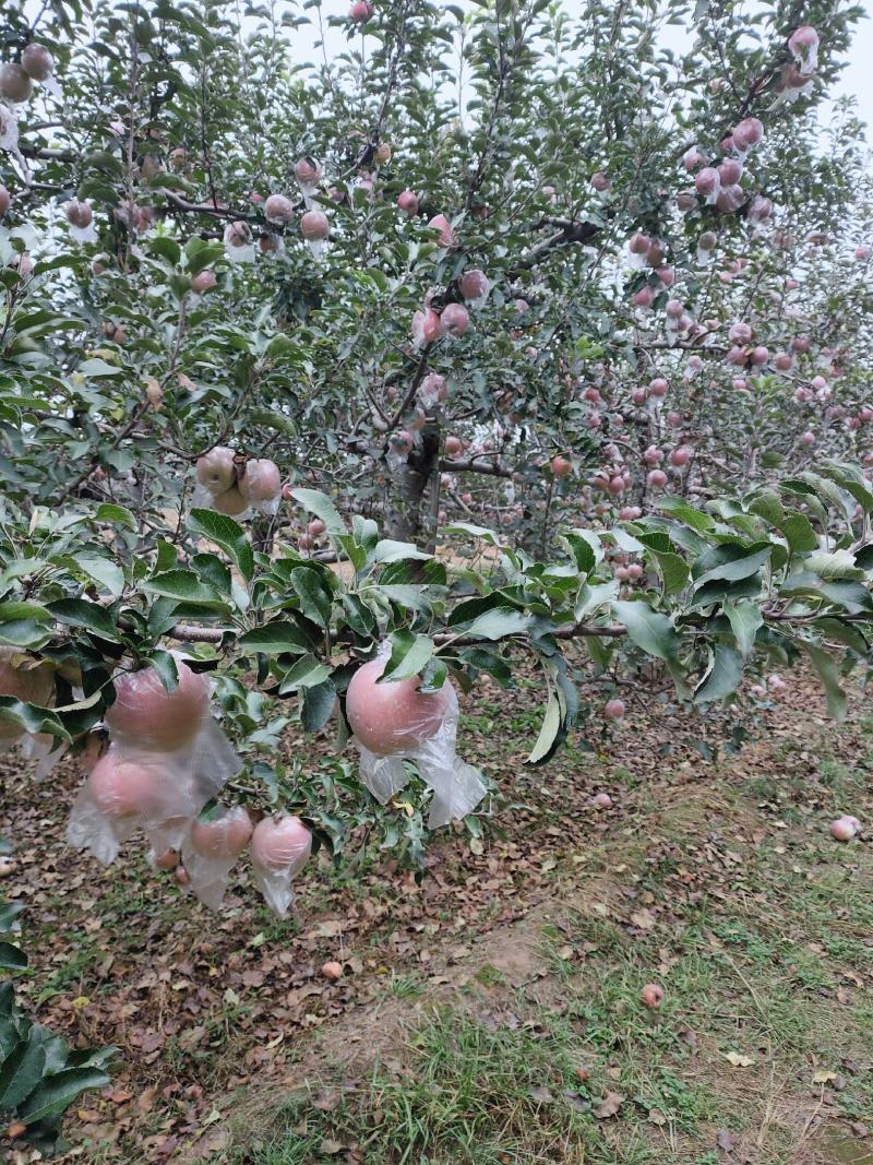 山西临汾市红富士苹果批发